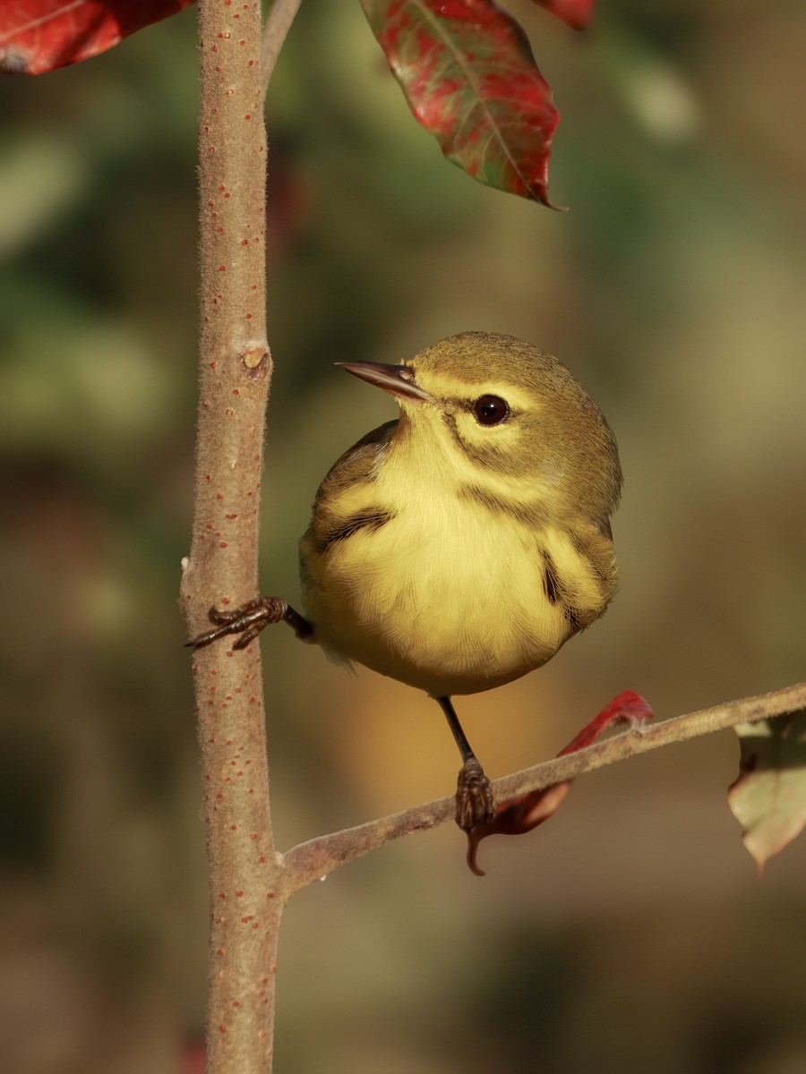 Prairie Warbler - ML642915528