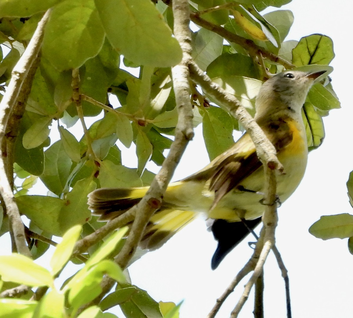 American Redstart - ML642915541