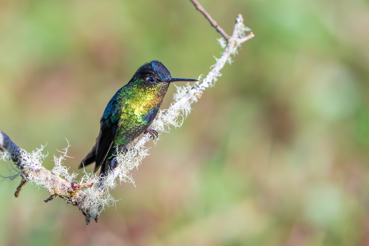 Fiery-throated Hummingbird - ML642915553