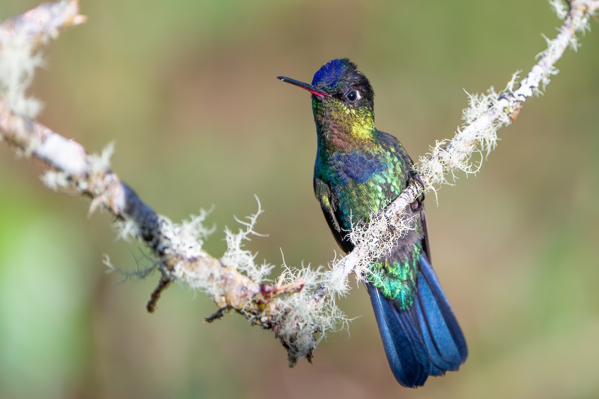 Fiery-throated Hummingbird - ML642915554