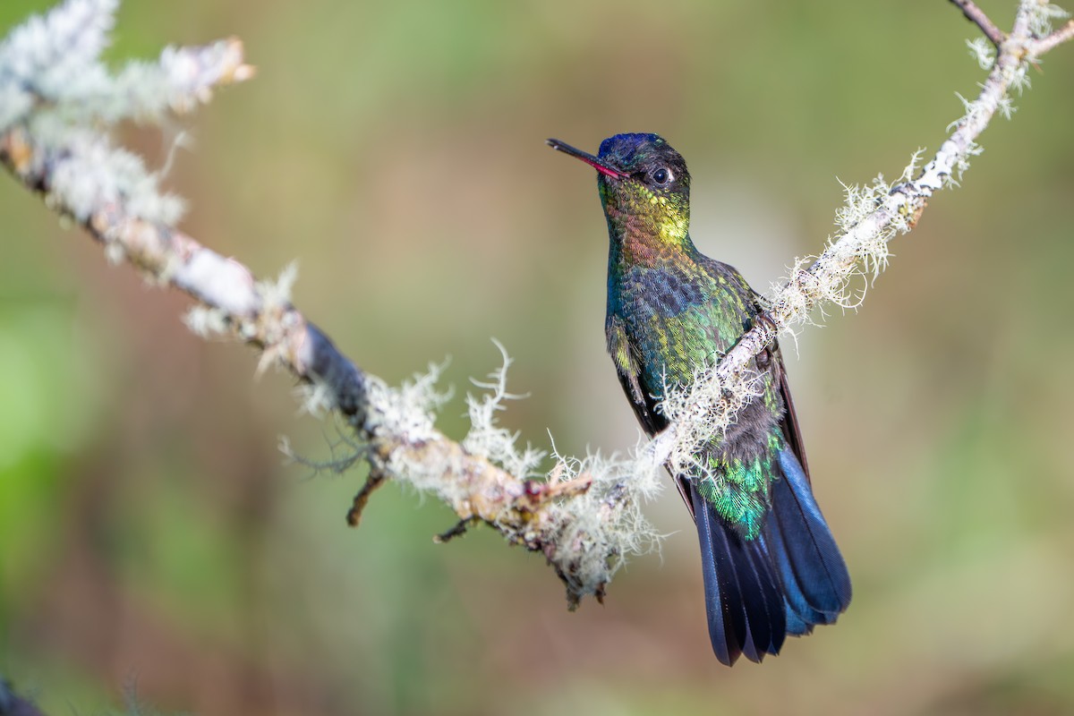 Fiery-throated Hummingbird - ML642915555