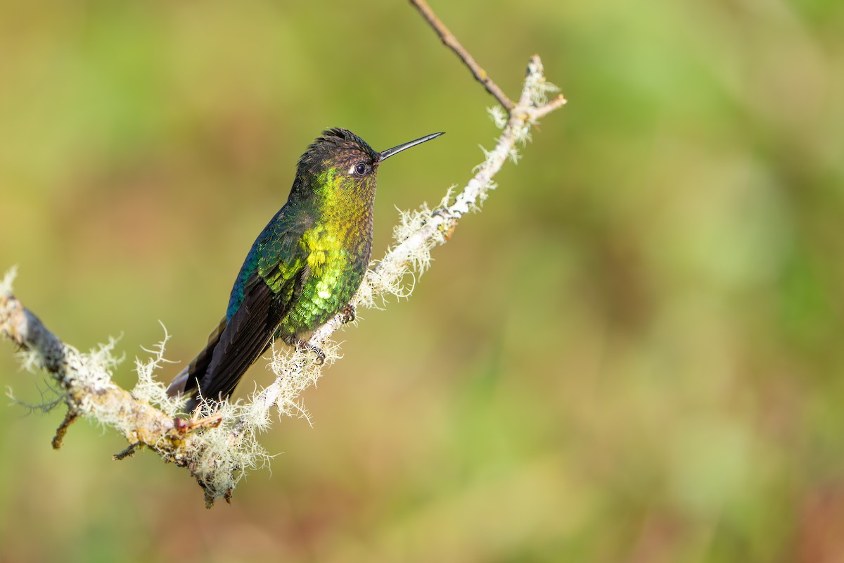 Fiery-throated Hummingbird - ML642915556