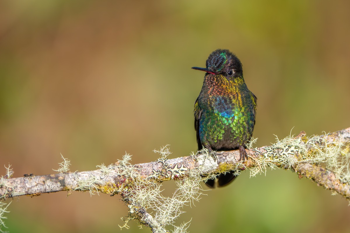 Fiery-throated Hummingbird - ML642915559