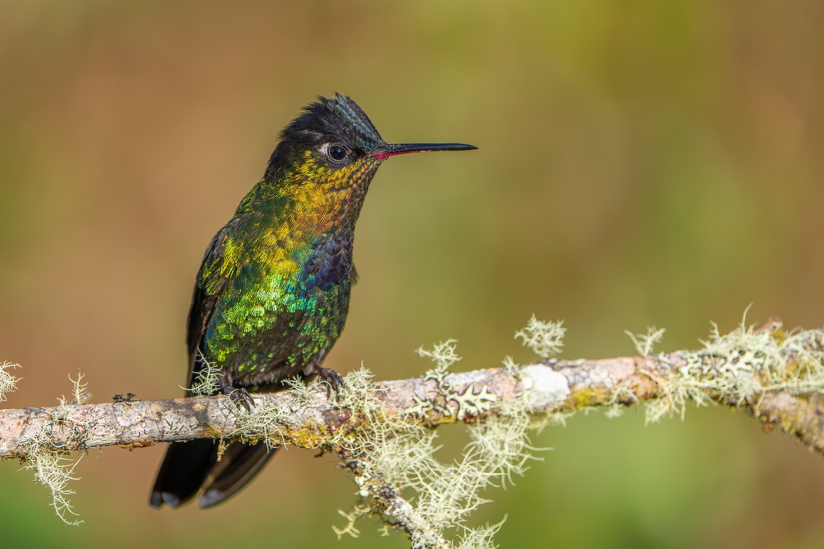 Fiery-throated Hummingbird - ML642915560