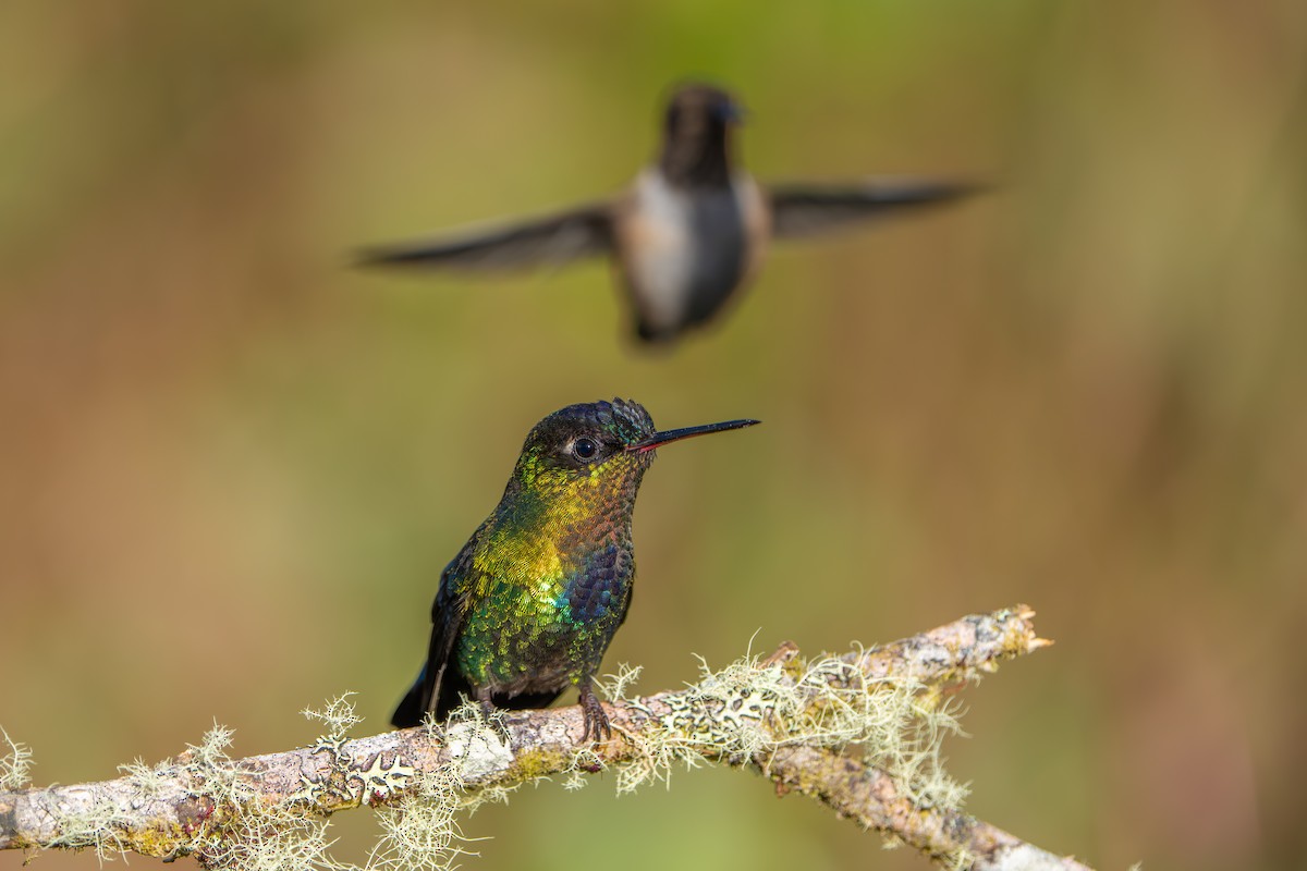 Fiery-throated Hummingbird - ML642915561
