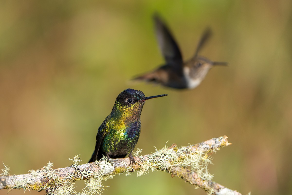 Volcano Hummingbird - ML642915562