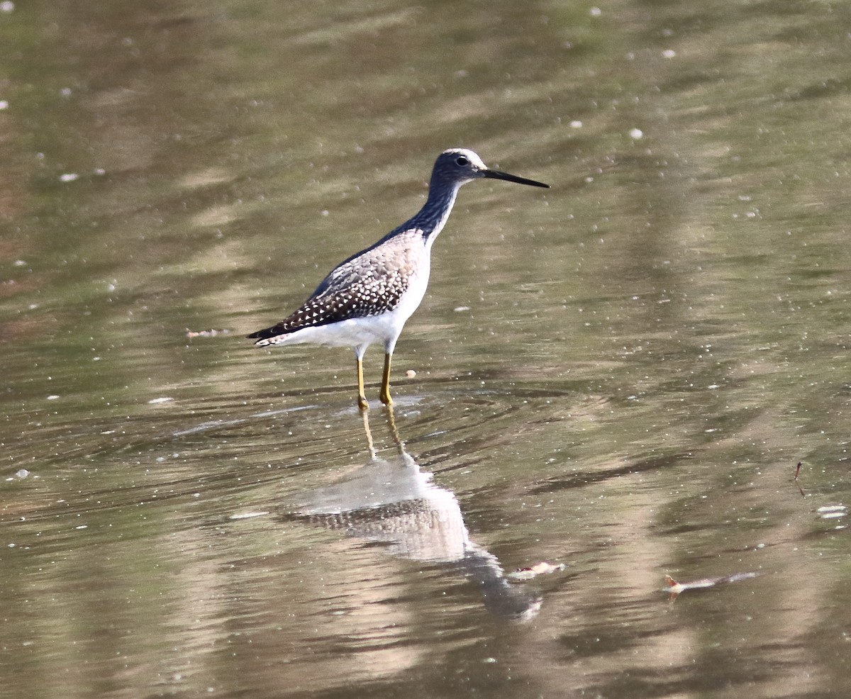plystresnipe - ML642915564