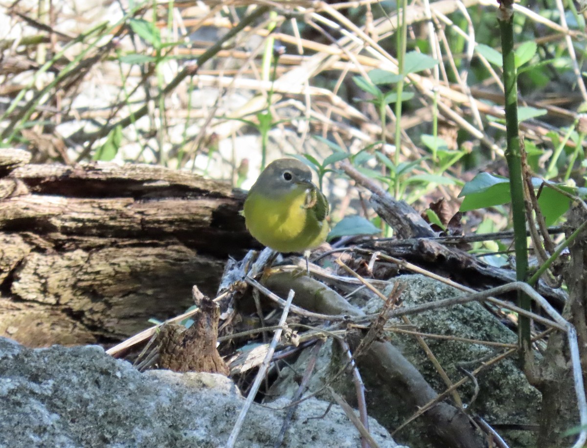 Nashville Warbler - ML642915565