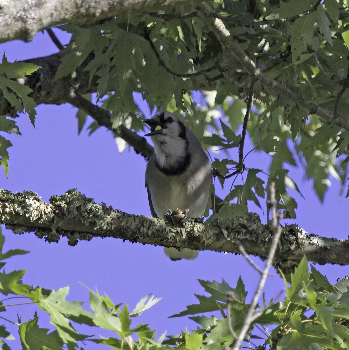 Blue Jay - ML642915567