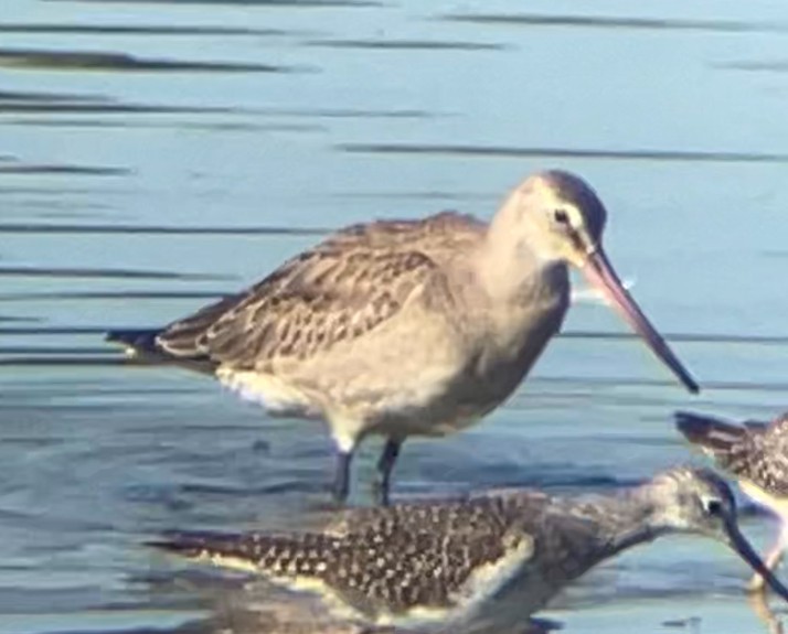 Hudsonian Godwit - ML642915568