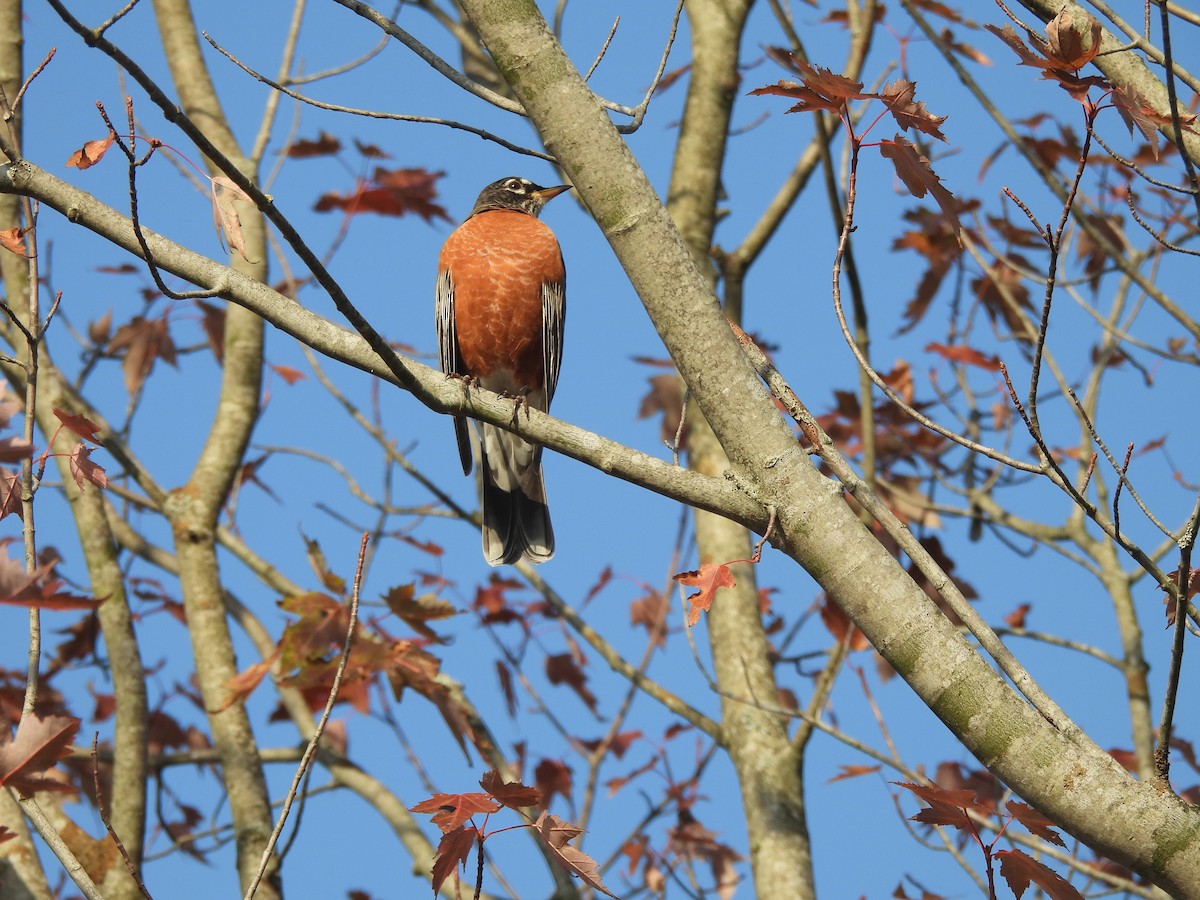 American Robin - ML642915593
