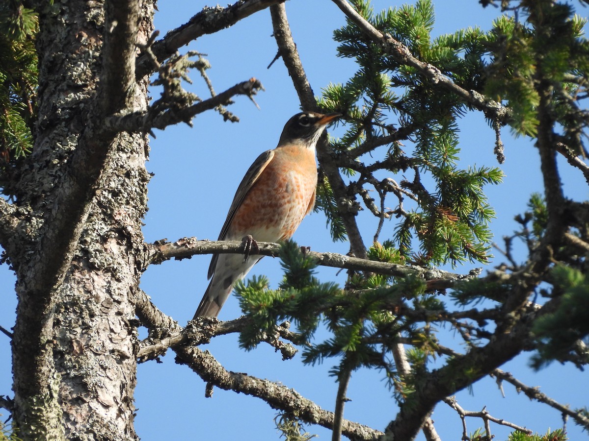 American Robin - ML642915594