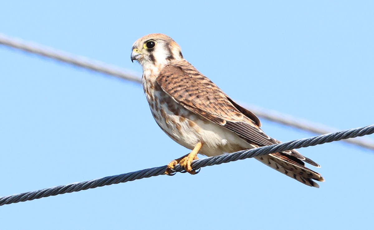 American Kestrel - ML642915600