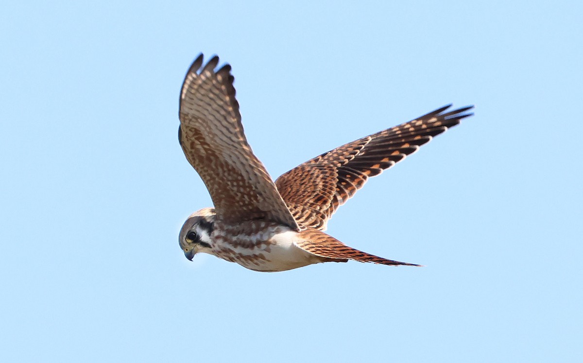 American Kestrel - ML642915601