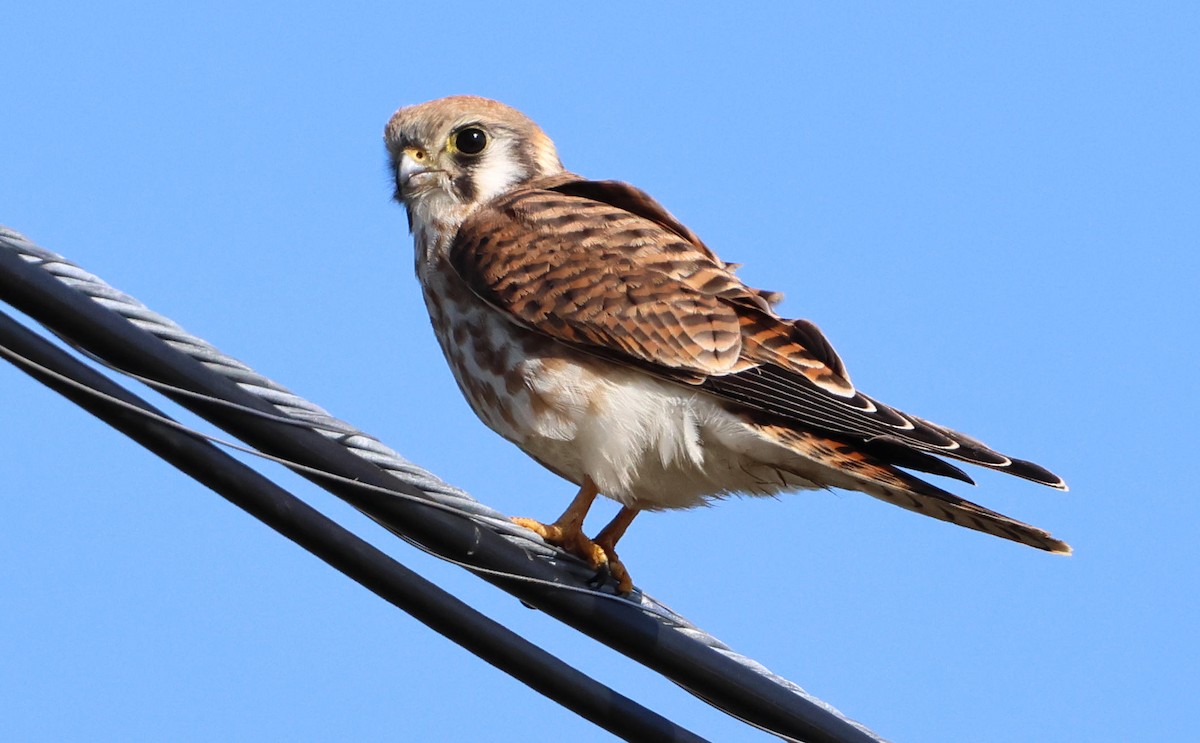 American Kestrel - ML642915602