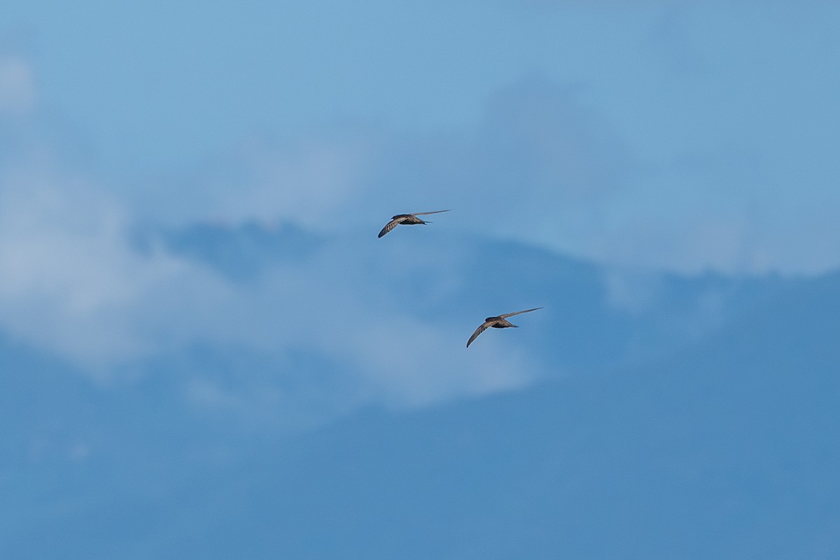 Pallid Swift - ML642915609