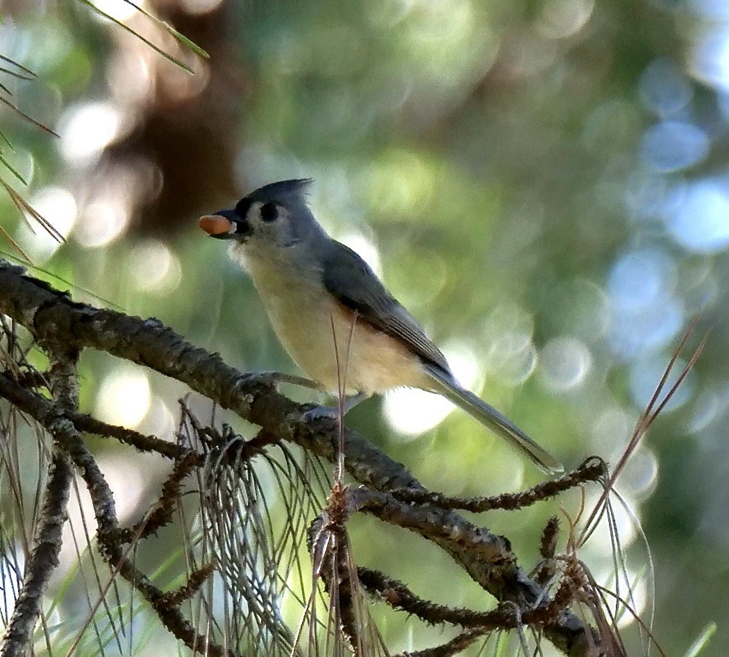 Mésange bicolore - ML642915618