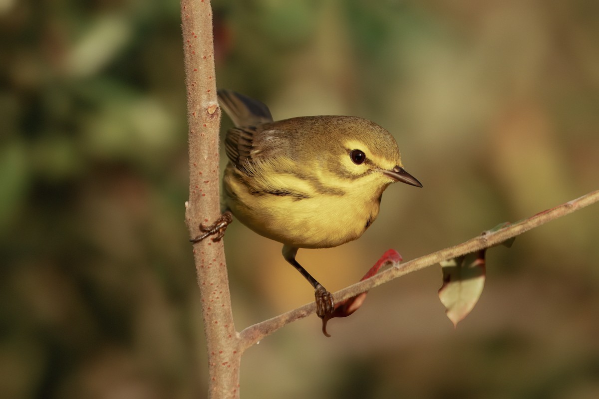 Prairie Warbler - ML642915626