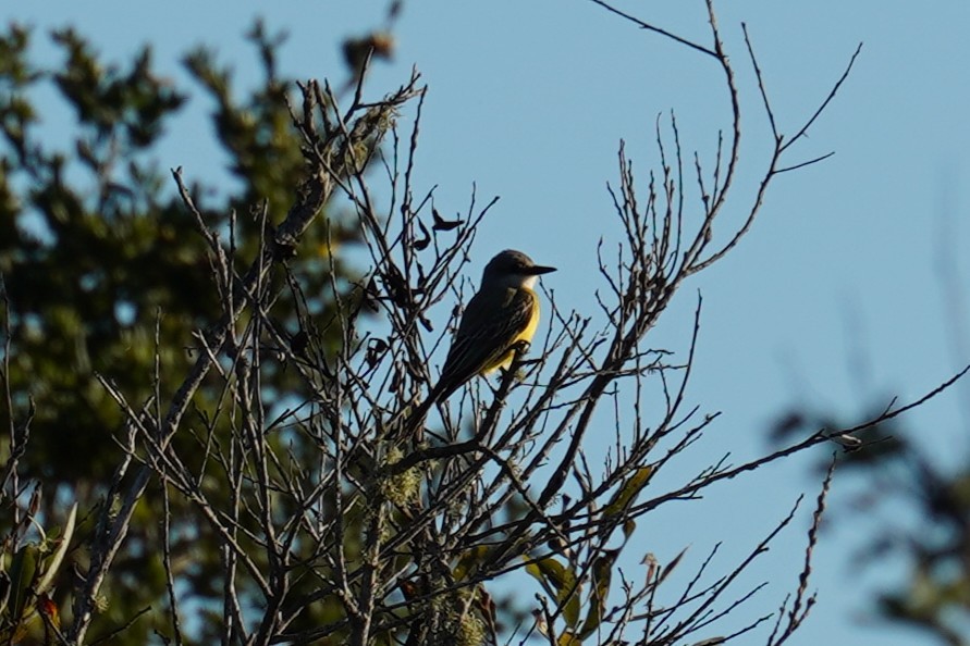 tropekongetyrann - ML642915628