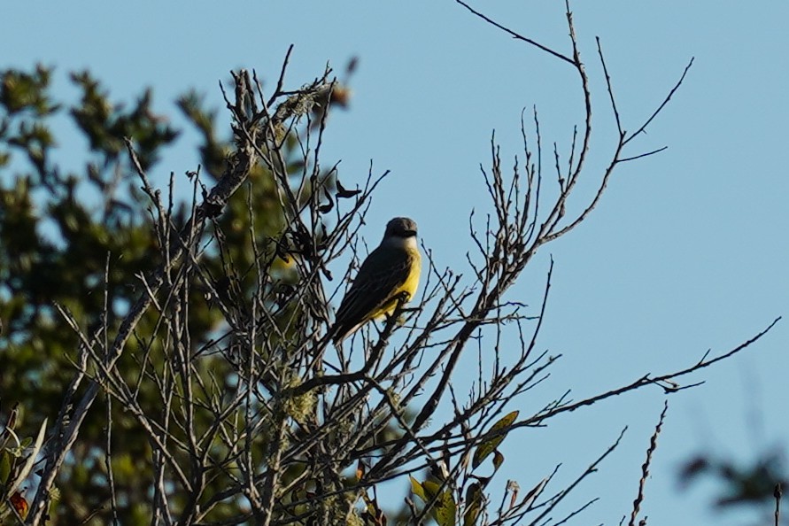 tropekongetyrann - ML642915629