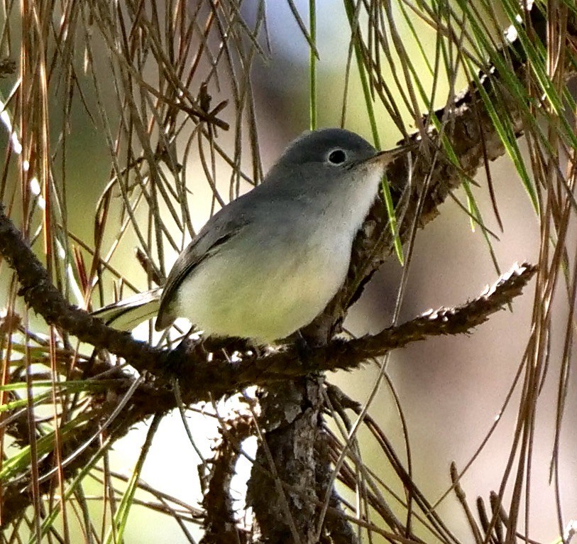Blue-gray Gnatcatcher - ML642915633