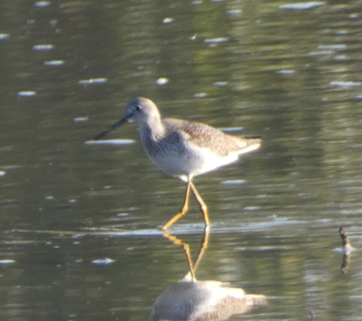 plystresnipe - ML642915638