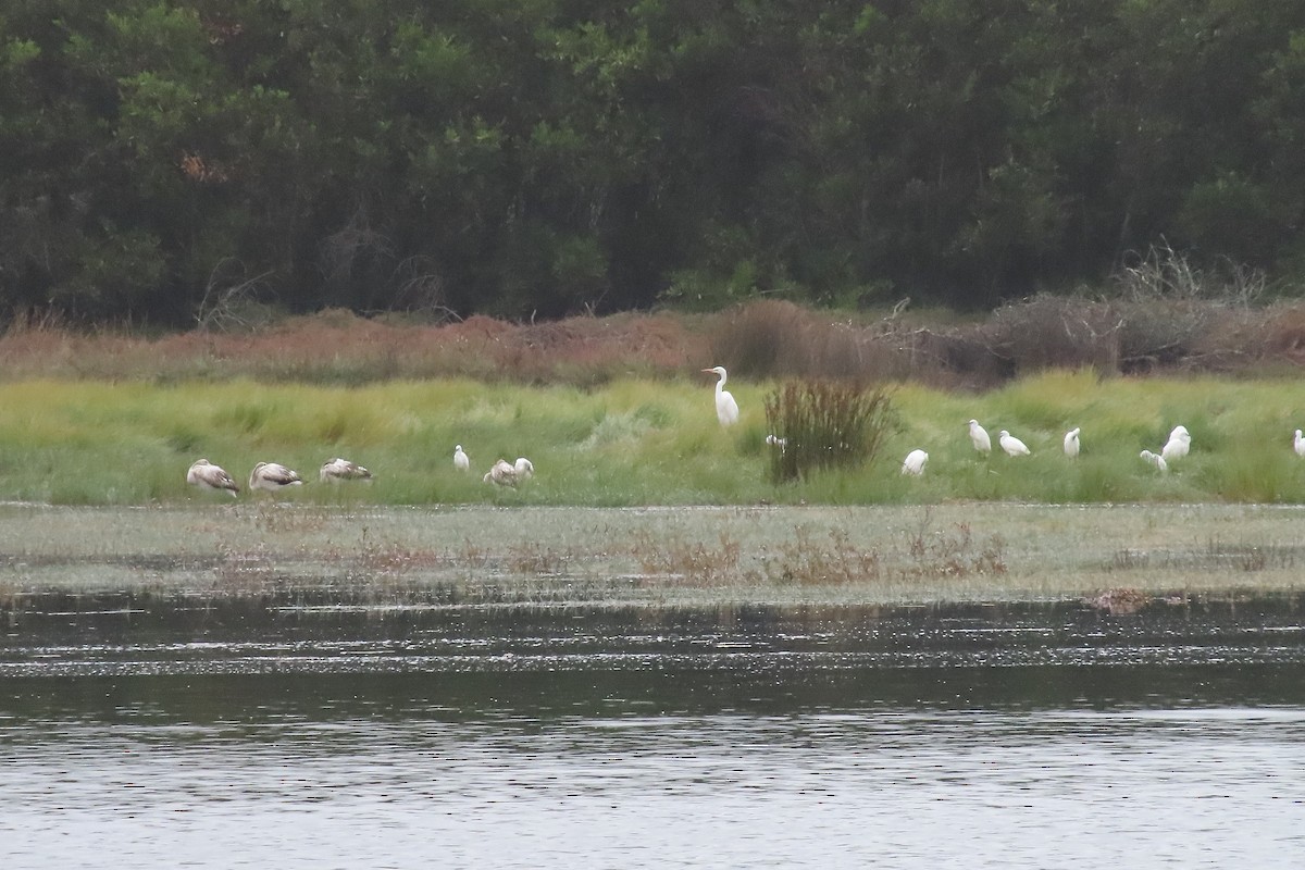 Greater Flamingo - ML642915644