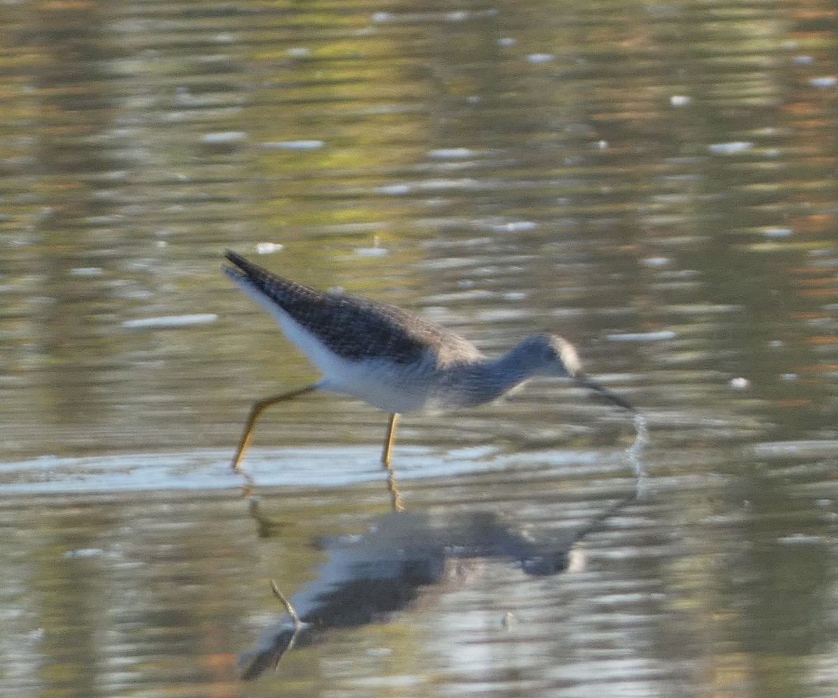 plystresnipe - ML642915645