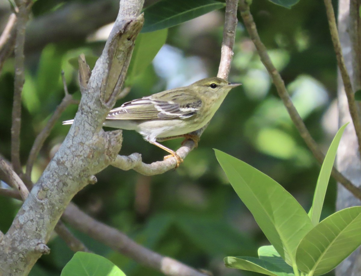 Blackpoll Warbler - ML642915649