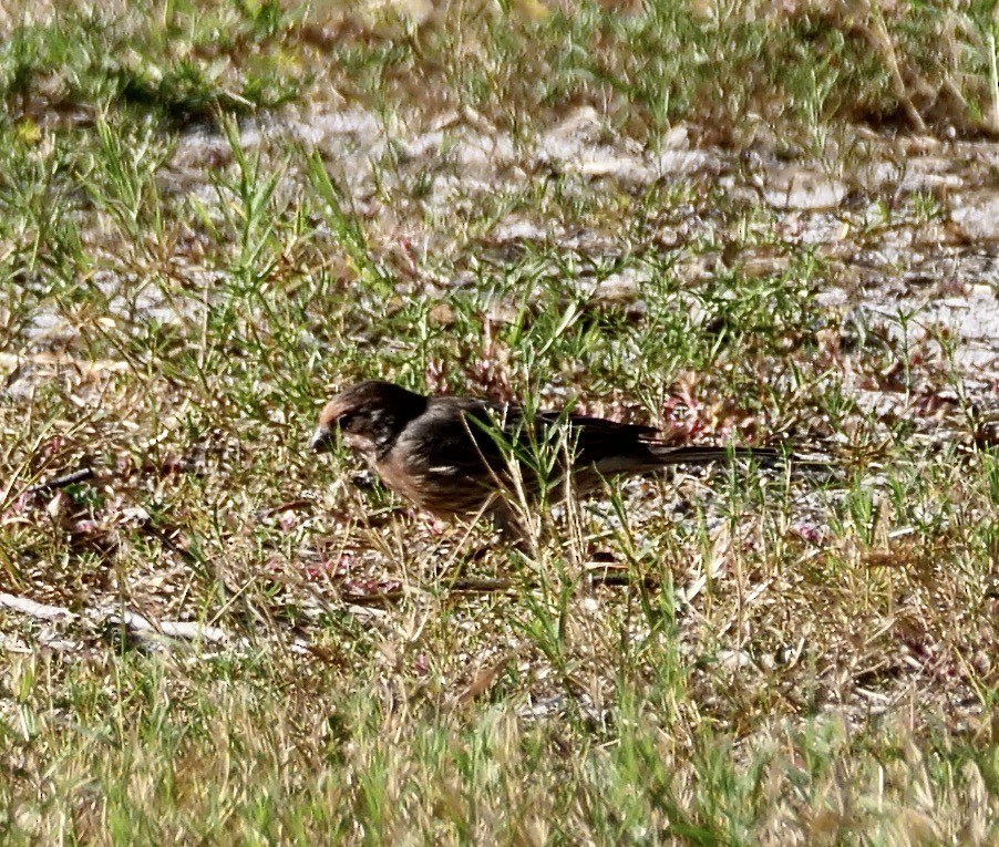 House Finch - ML642915651