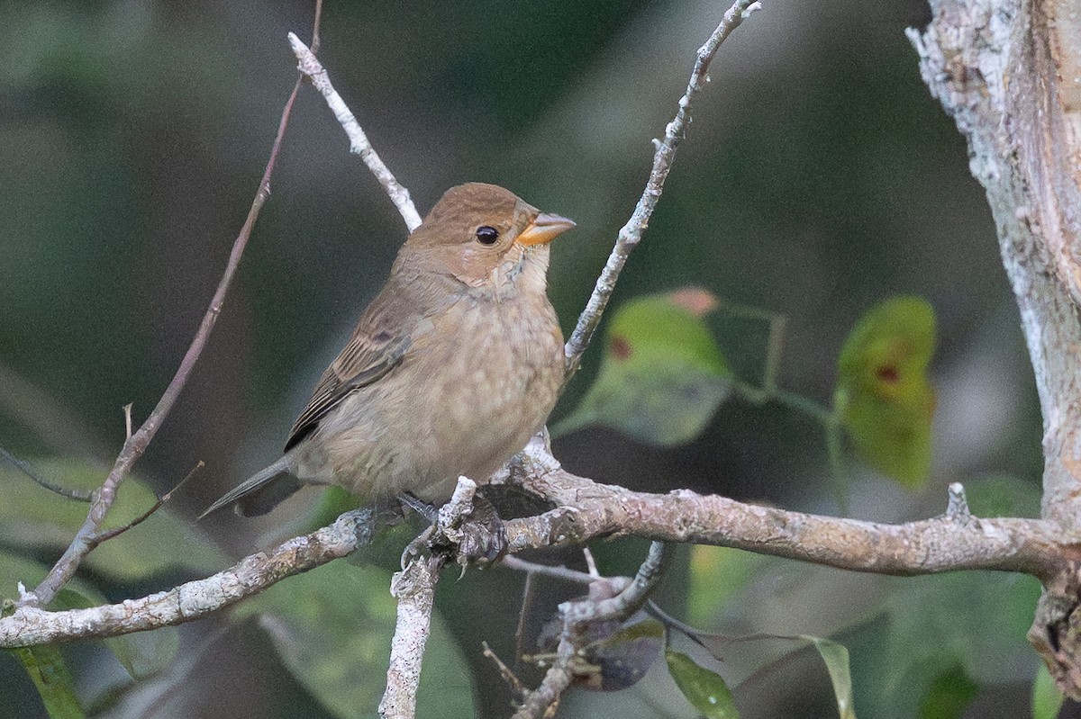 Indigo Bunting - ML642915665