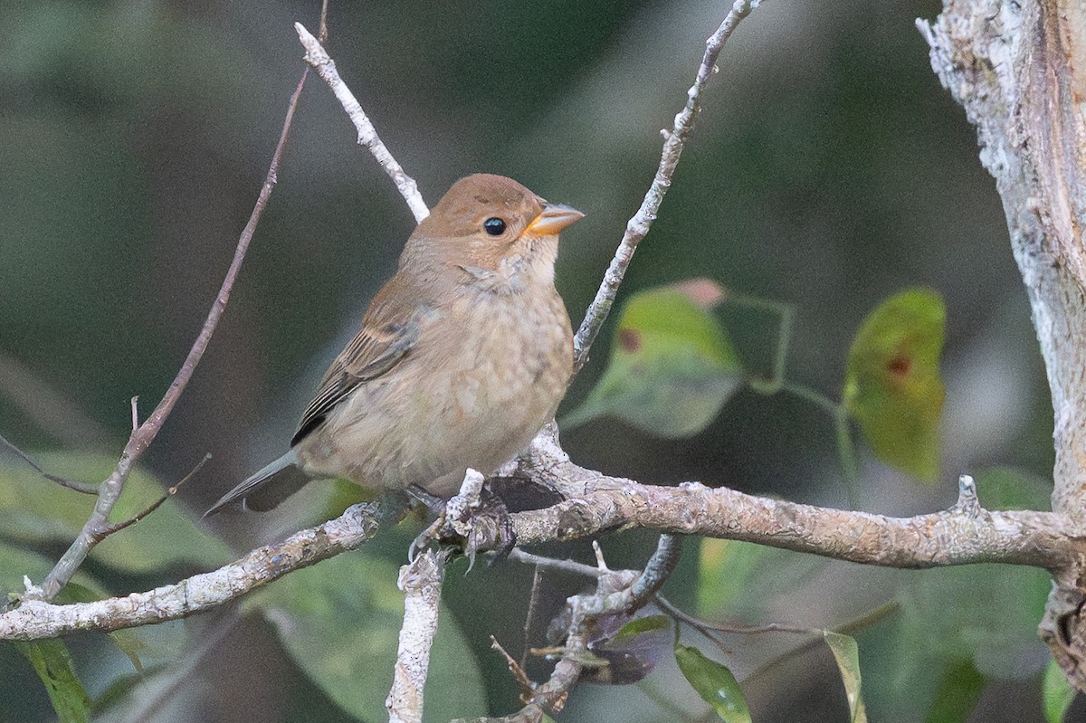 Indigo Bunting - ML642915666