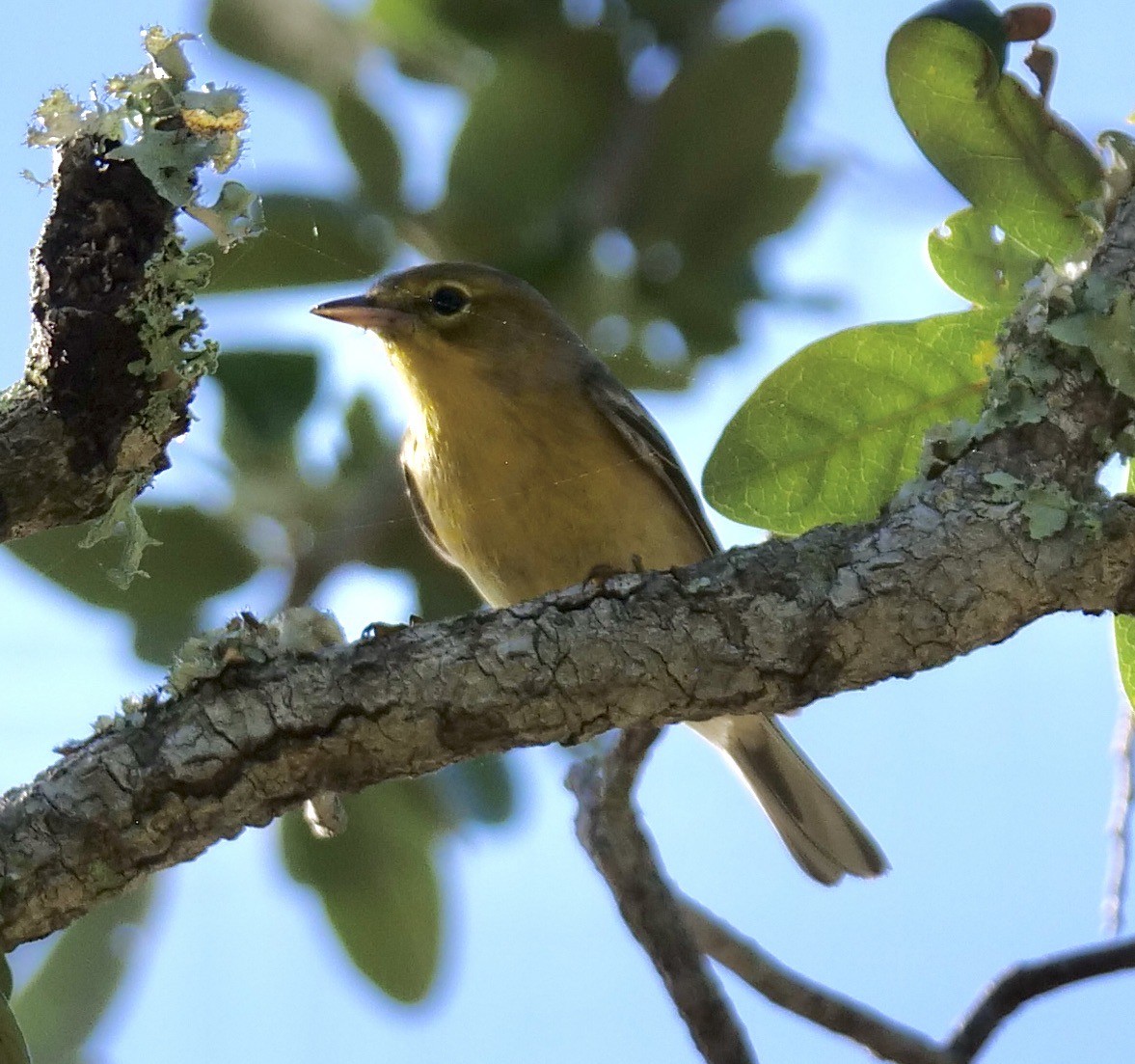 Pine Warbler - ML642915672