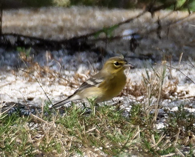 Pine Warbler - ML642915673