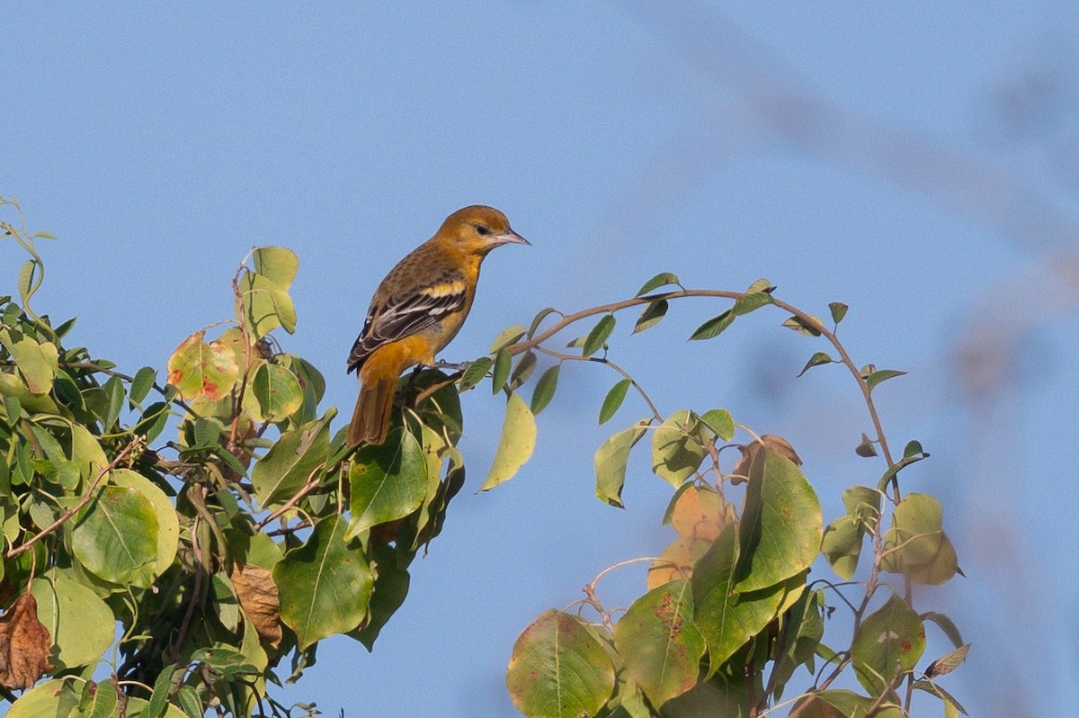 Baltimore Oriole - ML642915675