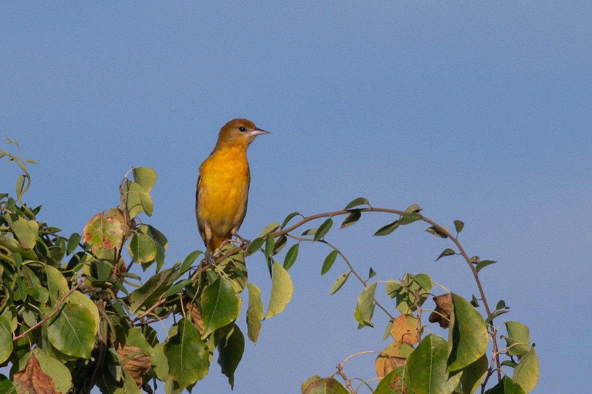 Baltimore Oriole - ML642915676