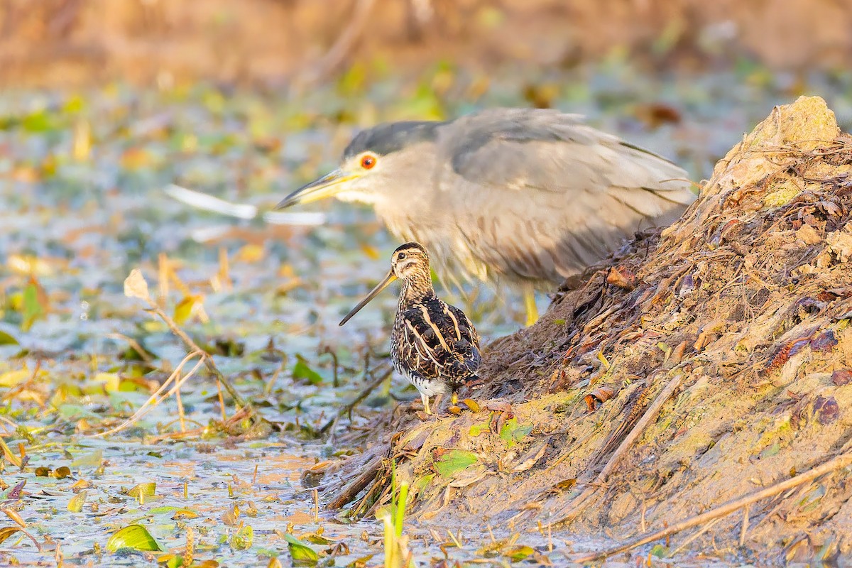 Шөвгөн хараалж - ML642915690