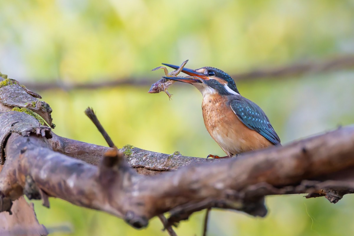 Номин шогшир - ML642915698