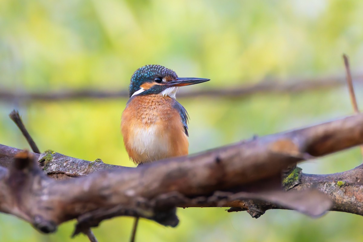 Номин шогшир - ML642915699