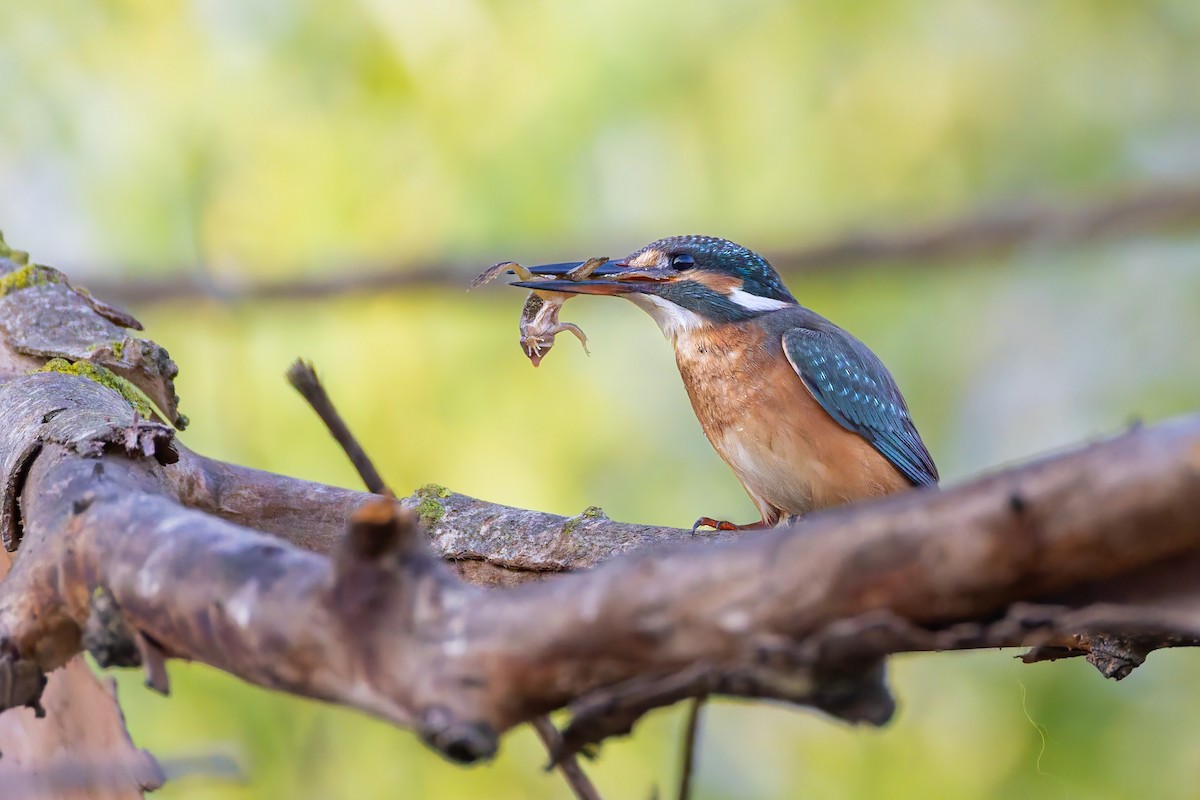 Номин шогшир - ML642915700