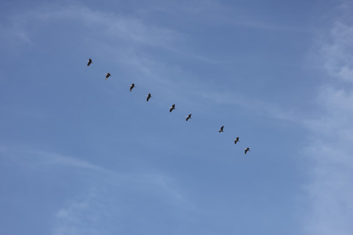 Sandhill Crane - ML642915704