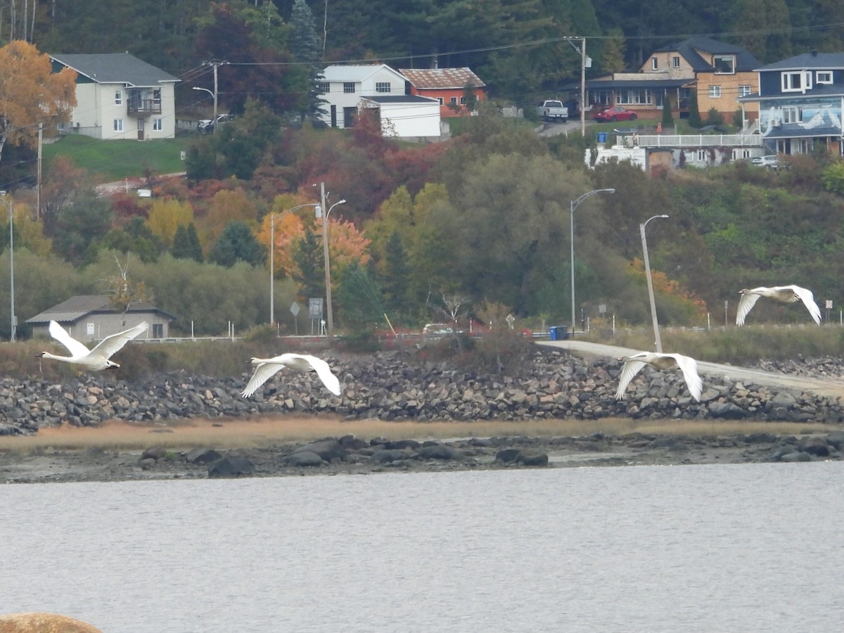 Trumpeter Swan - ML642915715
