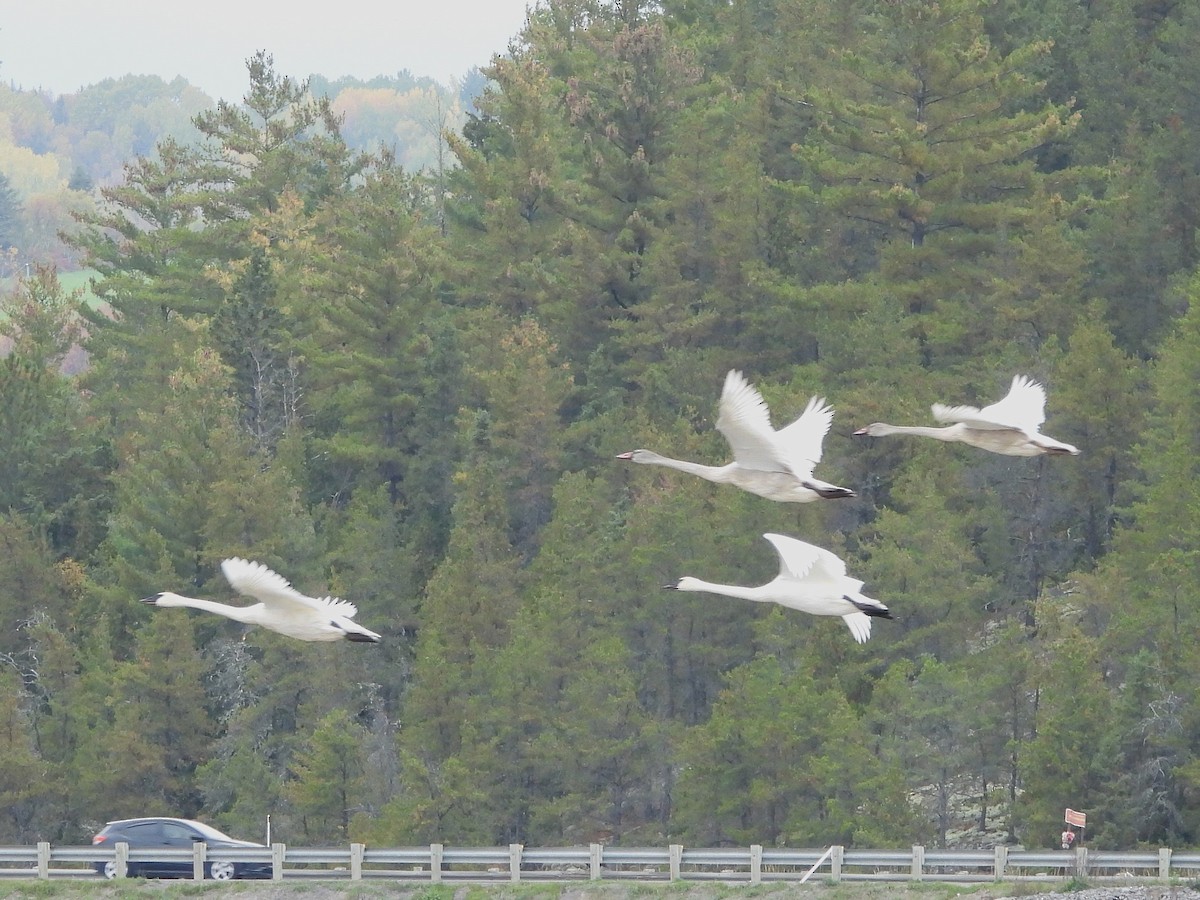 Trumpeter Swan - ML642915727