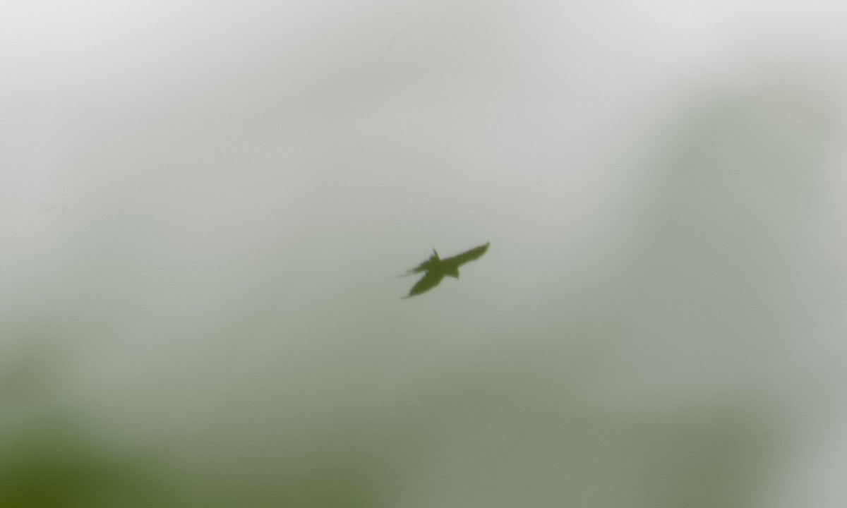 Swallow-tailed Kite - ML642915734
