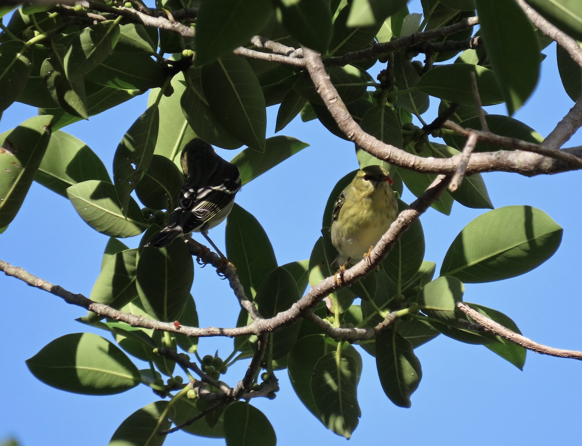 Blackpoll Warbler - ML642915736