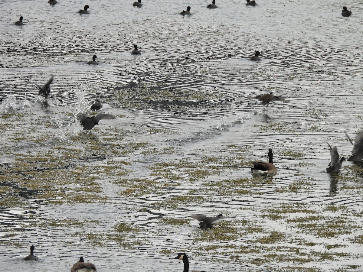 Canada Goose - ML642915743