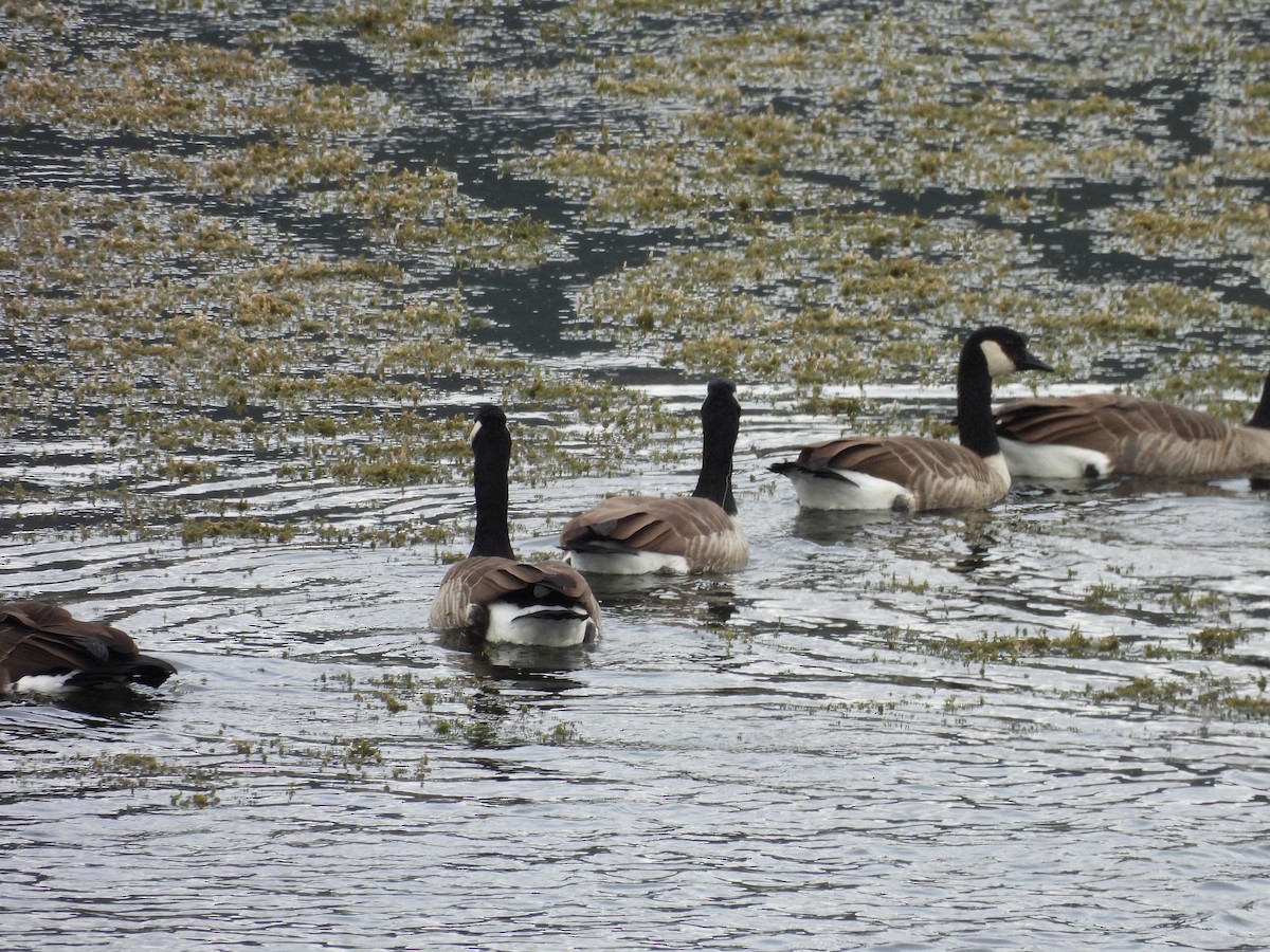 Canada Goose - ML642915744
