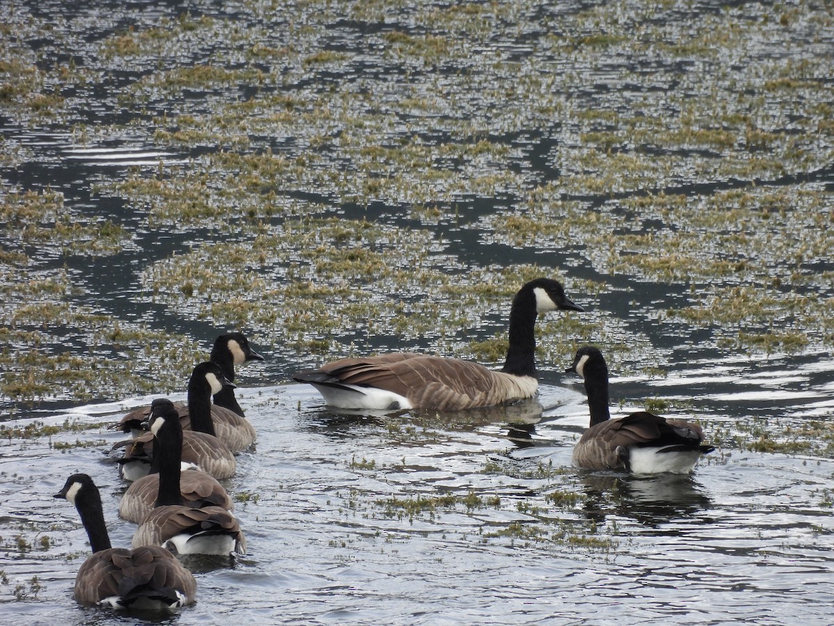 Canada Goose - ML642915745