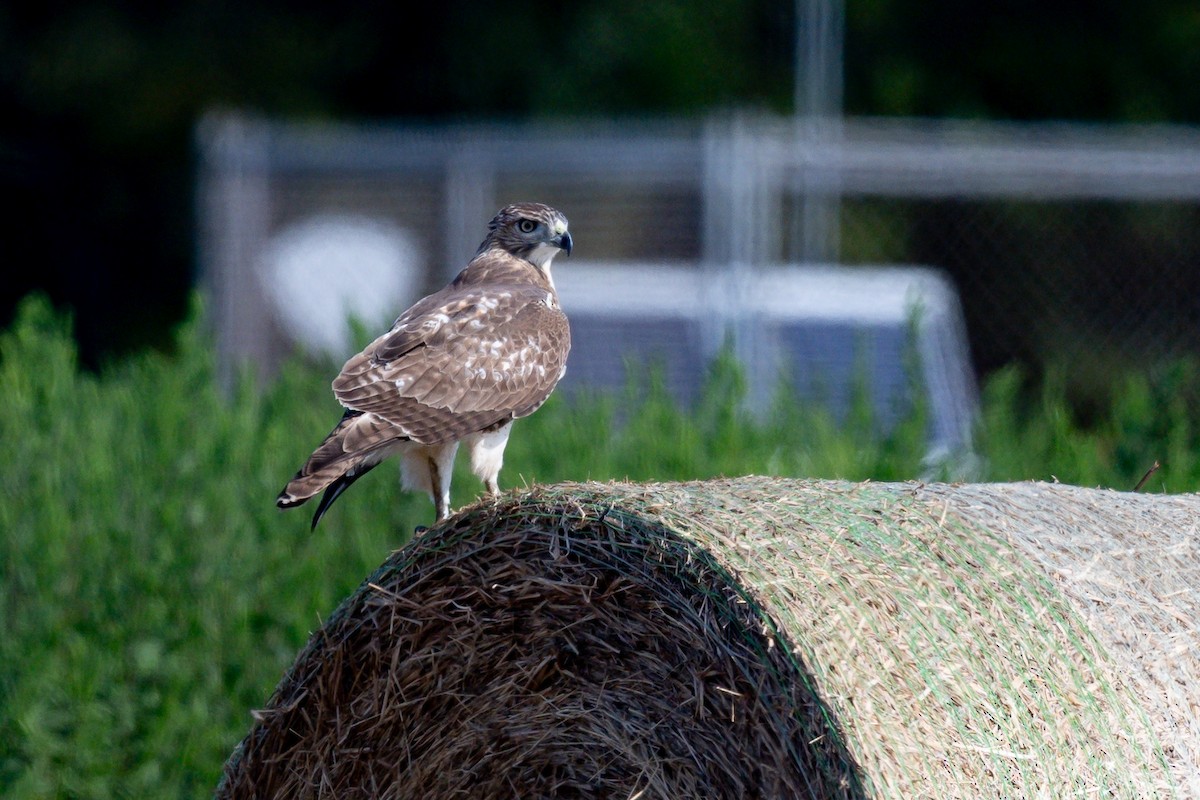 Red-tailed Hawk - ML642915746