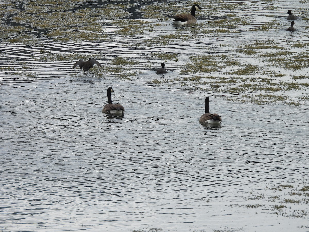 Canada Goose - ML642915748